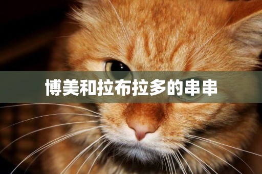 博美和拉布拉多的串串