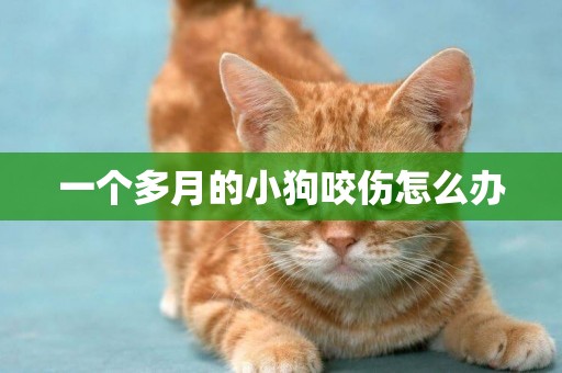 一個多月的小狗咬傷怎么辦