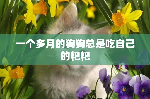 一個多月的狗狗總是吃自己的粑粑