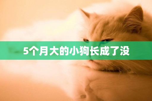 5個月大的小狗長成了沒
