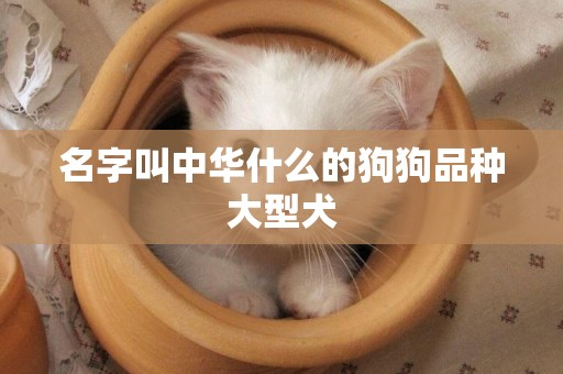名字叫中華什么的狗狗品種大型犬