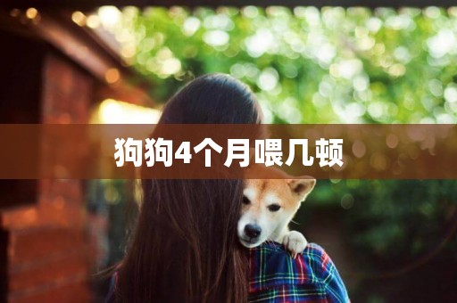 狗狗4個月喂幾頓