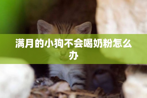滿月的小狗不會喝奶粉怎么辦