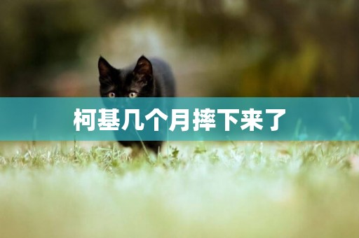 柯基幾個月摔下來了