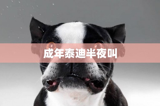 成年泰迪半夜叫