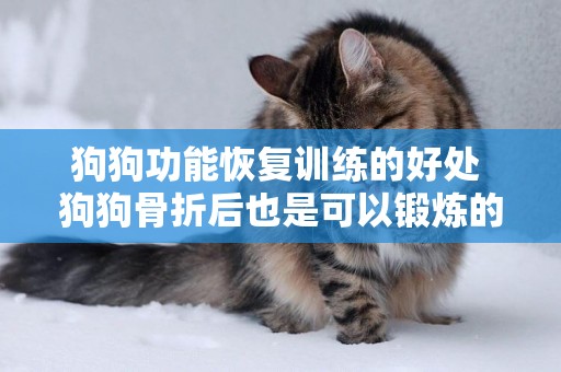 狗狗功能恢復訓練的好處 狗狗骨折后也是可以鍛煉的