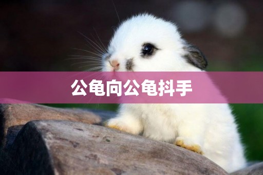 公龜向公龜抖手