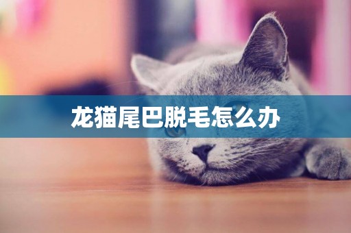 龍貓尾巴脫毛怎么辦