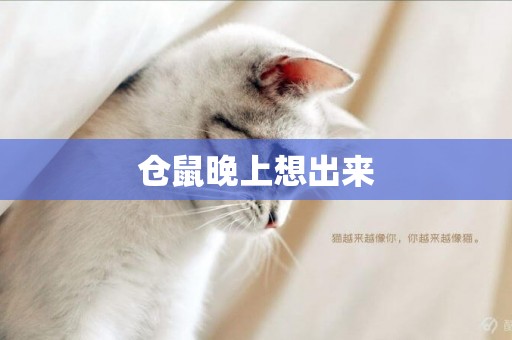 倉鼠晚上想出來