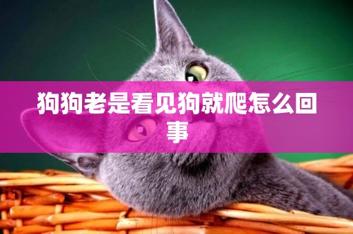 狗狗老是看見狗就爬怎么回事