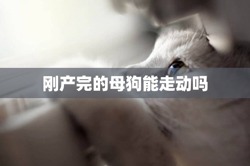 剛產完的母狗能走動嗎