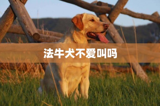 法牛犬不愛叫嗎