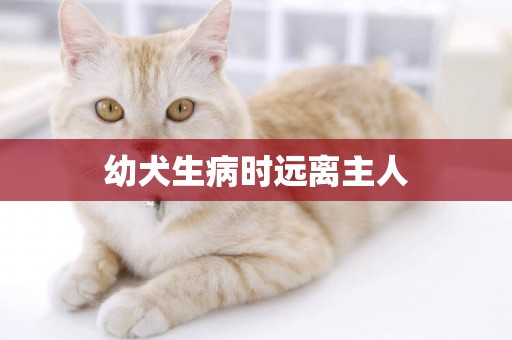 幼犬生病時遠離主人