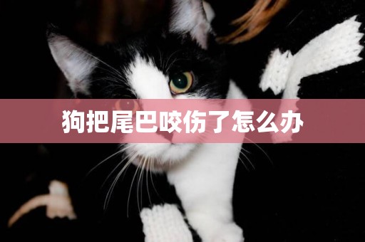 狗把尾巴咬傷了怎么辦
