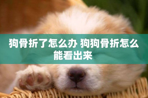 狗骨折了怎么辦 狗狗骨折怎么能看出來 