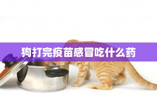 狗打完疫苗感冒吃什么藥