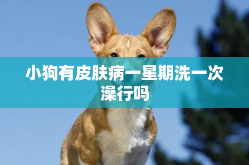 小狗有皮膚病一星期洗一次澡行嗎