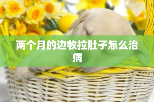 兩個月的邊牧拉肚子怎么治病