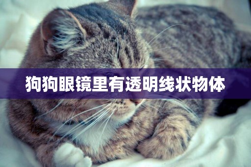 狗狗眼鏡里有透明線狀物體