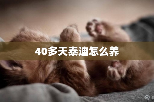 40多天泰迪怎么養
