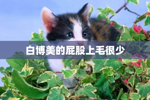 白博美的屁股上毛很少