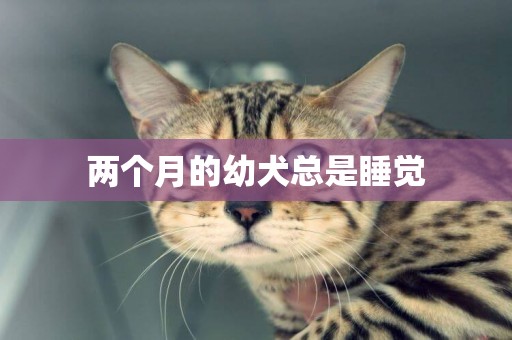 兩個月的幼犬總是睡覺
