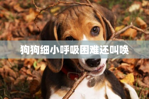 狗狗細小呼吸困難還叫喚
