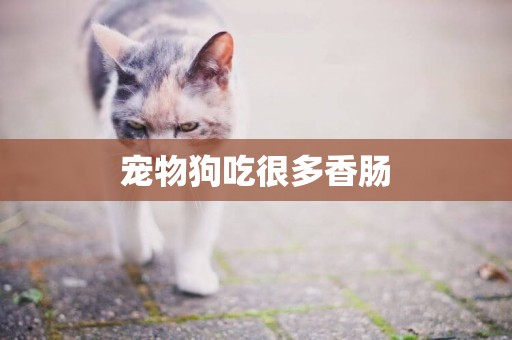 寵物狗吃很多香腸