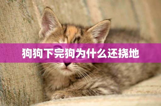 狗狗下完狗為什么還撓地