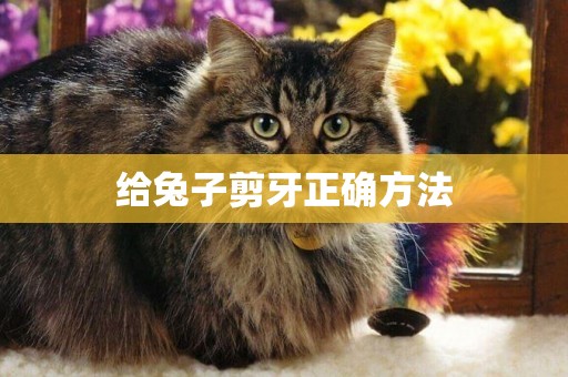 給兔子剪牙正確方法