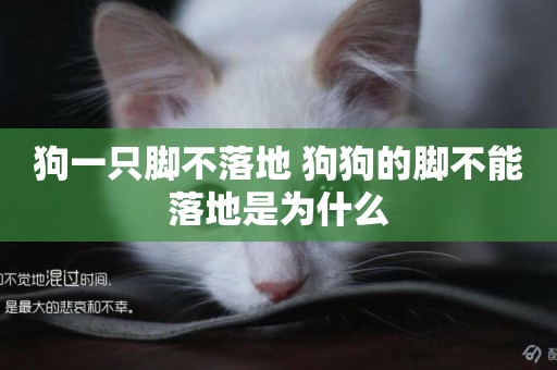 狗一只腳不落地 狗狗的腳不能落地是為什么