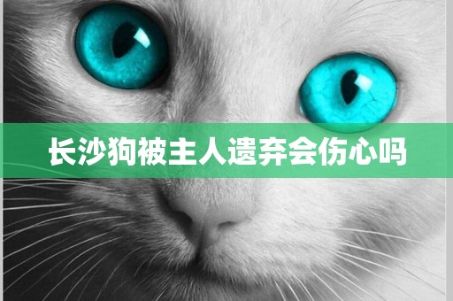 長沙狗被主人遺棄會傷心嗎