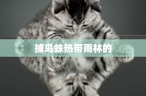 捕鳥蛛熱帶雨林的