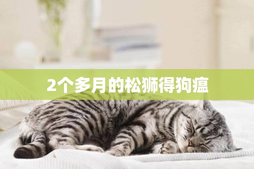 2個多月的松獅得狗瘟