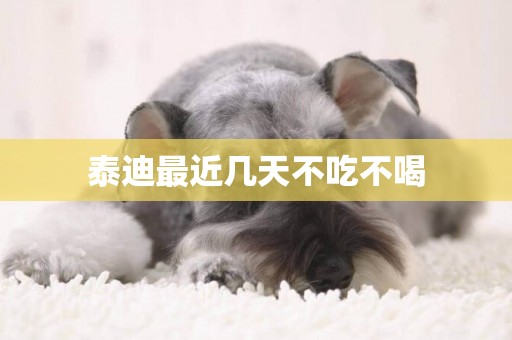 泰迪最近幾天不吃不喝