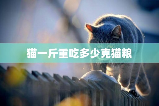 貓一斤重吃多少克貓糧