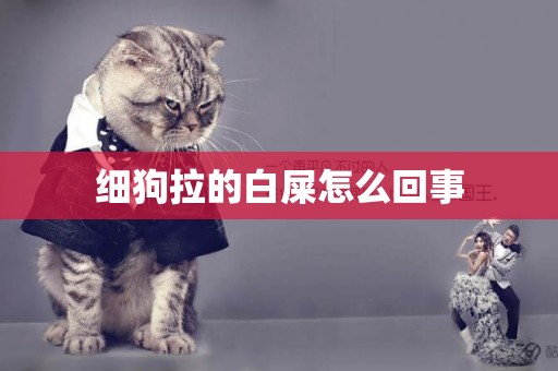 細狗拉的白屎怎么回事