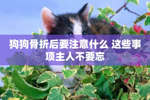 狗狗骨折后要注意什么 這些事項主人不要忘