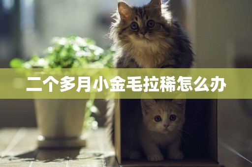 二個多月小金毛拉稀怎么辦