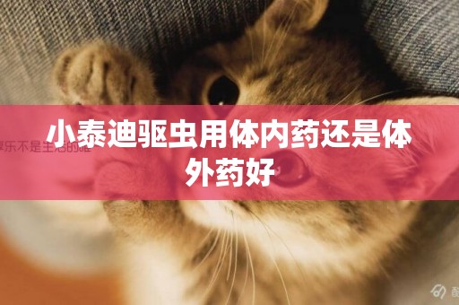 小泰迪驅蟲用體內藥還是體外藥好