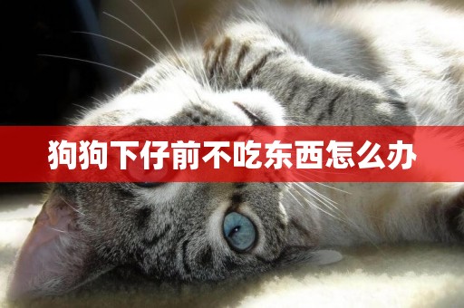 狗狗下仔前不吃東西怎么辦