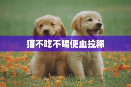 貓不吃不喝便血拉稀