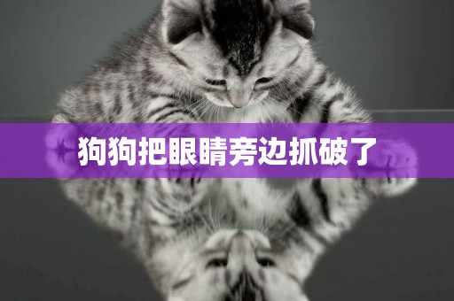 狗狗把眼睛旁邊抓破了