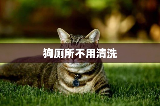 狗廁所不用清洗