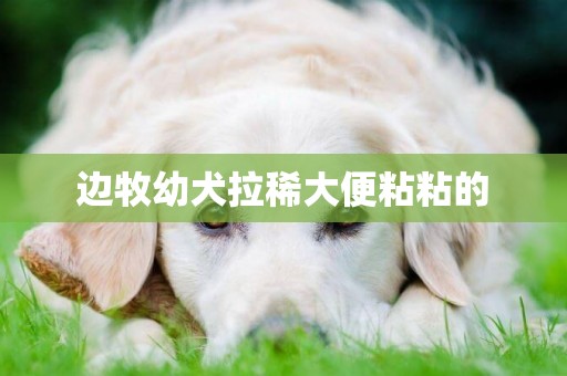 邊牧幼犬拉稀大便粘粘的