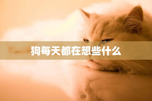 狗每天都在想些什么