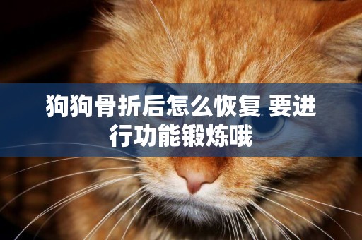 狗狗骨折后怎么恢復 要進行功能鍛煉哦