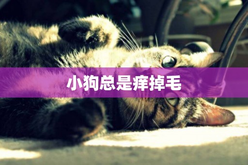 小狗總是癢掉毛