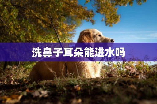 洗鼻子耳朵能進水嗎