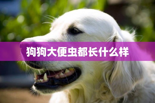 狗狗大便蟲都長什么樣